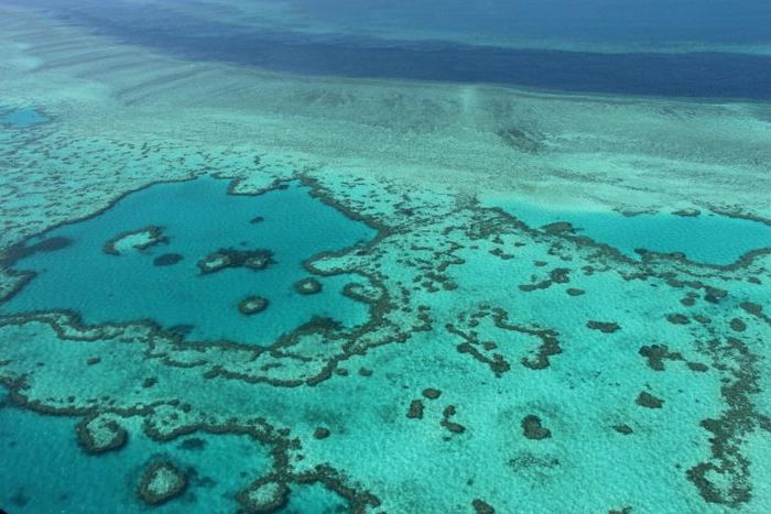 Warmer seas caused by climate change have damaged the health of the Great Barrier Reef, the world's largest coral system