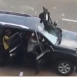Hoodlums and some men in black suit driving towards protesters in Abuja (The Cable)