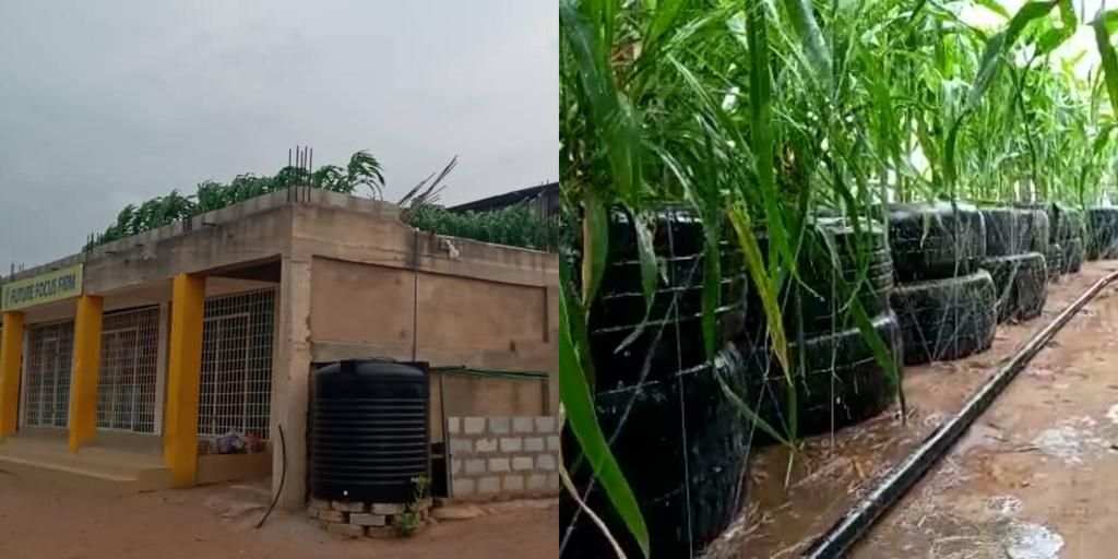 How “God’s direction” to a Ghanaian pastor to convert the roof of his house into farmland  works perfectly (video)