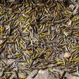 Farmers in Pakistan are struggling as the worst locust plague in 25 years wipes out entire harvests in the country's agricultural heartlands