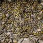 Farmers in Pakistan are struggling as the worst locust plague in 25 years wipes out entire harvests in the country's agricultural heartlands