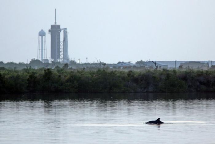 SpaceX's Falcon 9 rocket in the background as dolphins swim in a lagoon near Launch Pad 39A at the Kennedy Space Center in Florida
