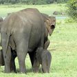 The young tuskers - who rangers estimate are three to four weeks old - were spotted in the Minneriya sanctuary in Sri Lanka