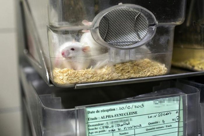 This picture shows mice in a box at the Neurosciences rechearch Center CERMEP in Bron, France in 2014