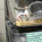 This picture shows mice in a box at the Neurosciences rechearch Center CERMEP in Bron, France in 2014
