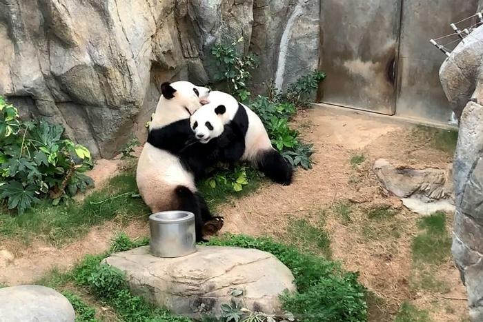 Like half the planet, Ying Ying and Le Le have only really had each other for company since coronavirus-caused lockdowns shut off the flow of guests to their themepark pad