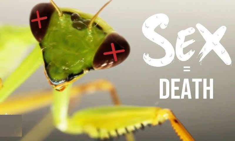 Animals that die right after sex [YouTube/FrickIloveNature]