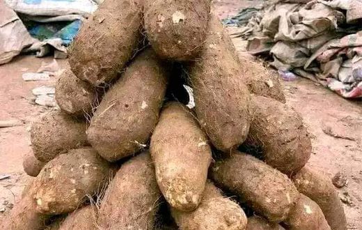 Tuber of yams displayed for sale at a market in Benue State. [Facebook/@aga.thaddus]