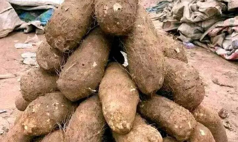 Tuber of yams displayed for sale at a market in Benue State. [Facebook/@aga.thaddus]