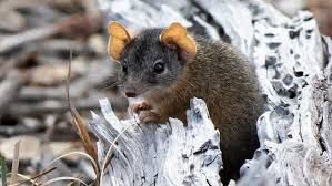 Male antechinus [ABCNews]