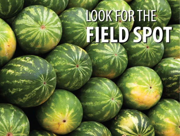 Check the field spot [X]