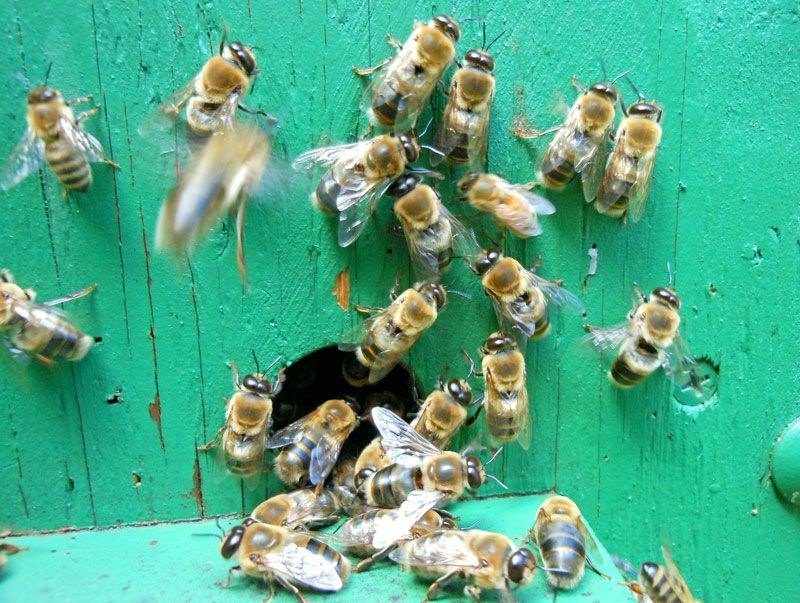 Drone bees [HoneyBeeSuite]