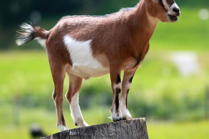 Video: Man caught on camera having sex with a goat