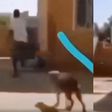 Man being chased by wild bulldog jumps over tall fence wall without touching it