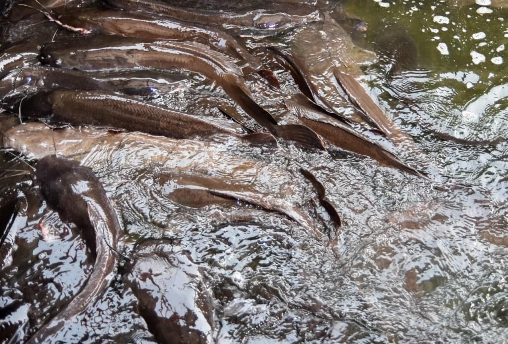 Chi Farms set to expand production capacity of catfish