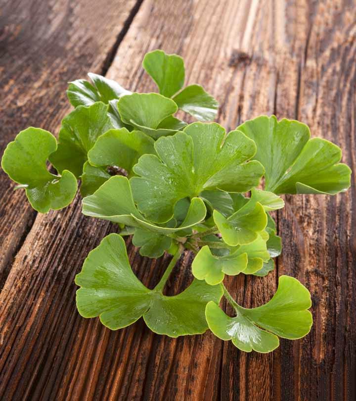 Ginkgo Biloba is an aphrodiasiac