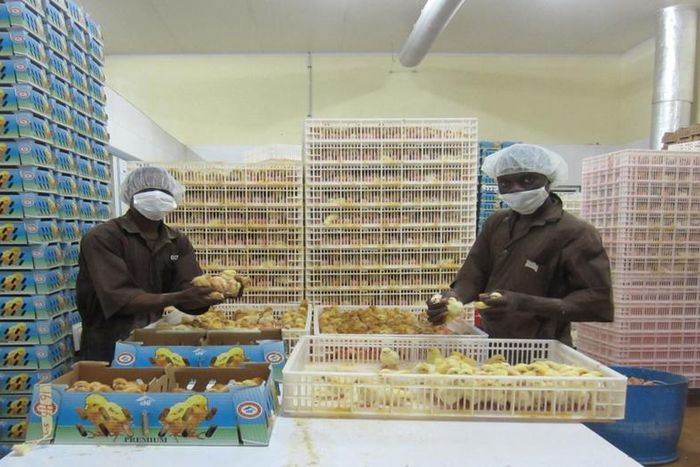 Chi Farms expands Hatchery production at Ajanla Farms