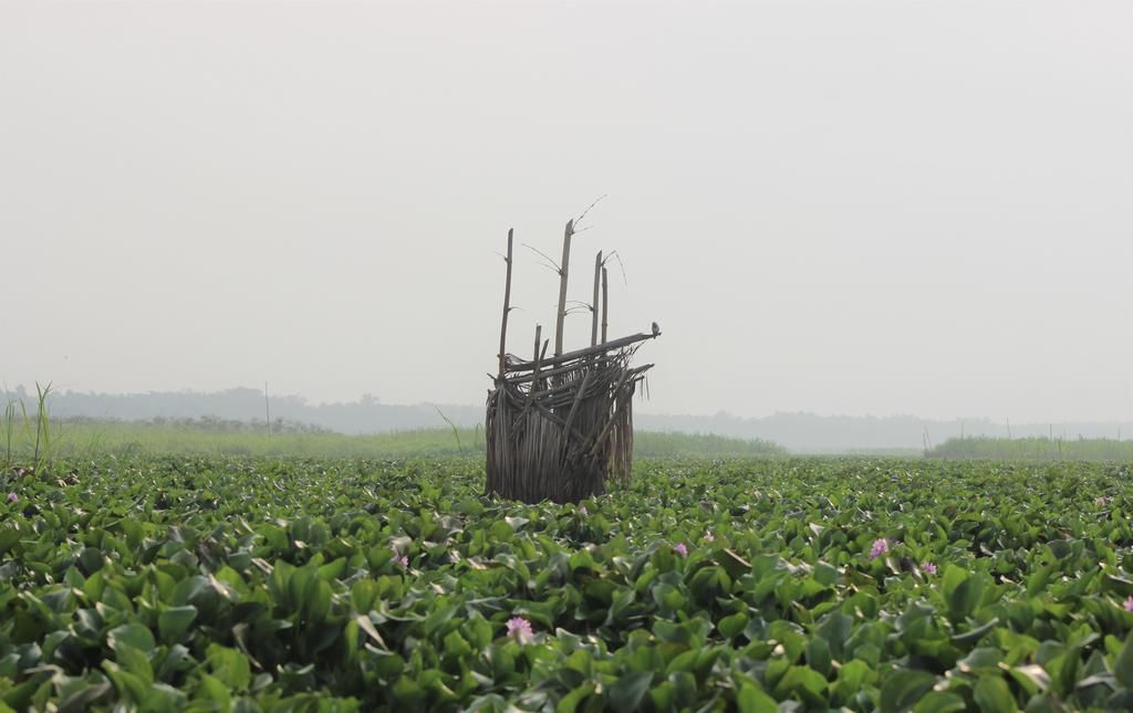 Trapped Shrine  Bolaji Alonge 2020