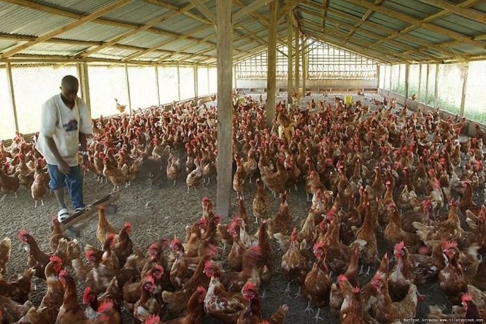 Bird flu hits Plateau, kills 3,900 birds