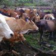 Malaysian govt. wants farmers to play Quran recitals to their cows