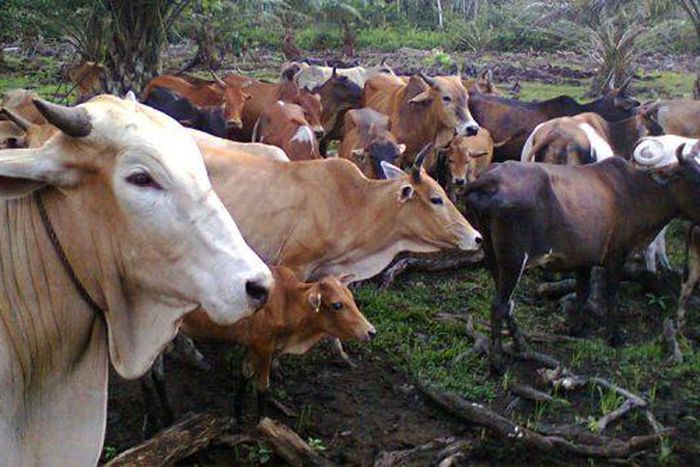Malaysian govt. wants farmers to play Quran recitals to their cows
