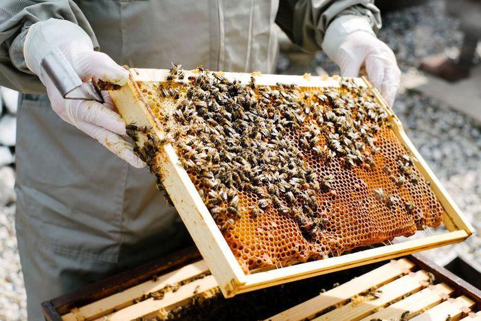 How Nigeria can generate $10bn annually from bee farming. [krishijagran]