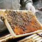 How Nigeria can generate $10bn annually from bee farming. [krishijagran]