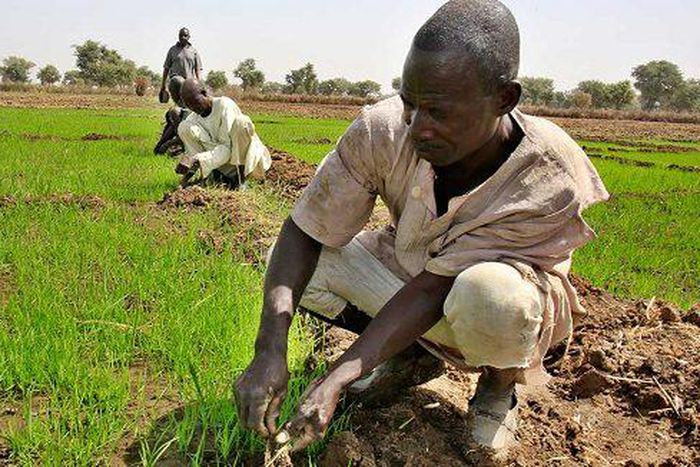 CBN’s Anchor Borrowers Programme and Nigeria’s march towards economic diversification. [bizwatchnigeria]