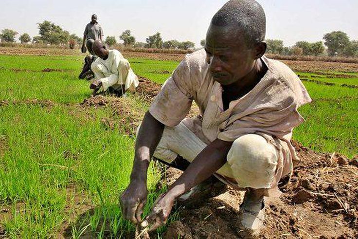 CBN’s Anchor Borrowers Programme and Nigeria’s march towards economic diversification. [bizwatchnigeria]