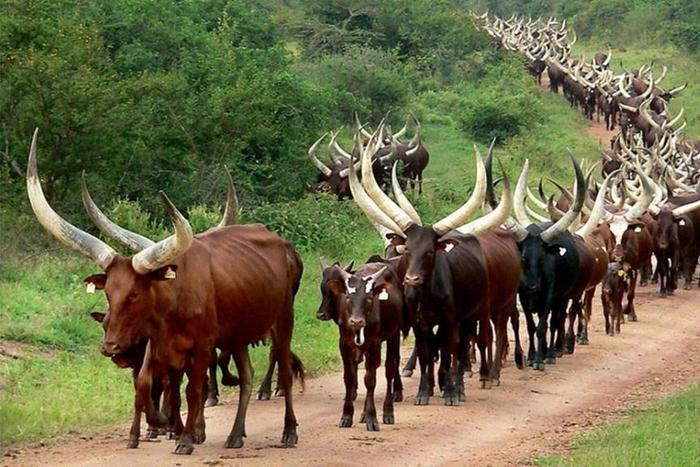 Chad pays Angola with cattle for $100m loan as currencies come crashing down. (Hivi sasa)