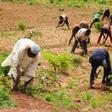 600 farmers to benefit from FG’s potato value chain programme in Niger (Prime Business Africa)