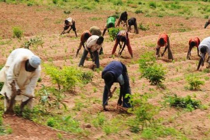600 farmers to benefit from FG’s potato value chain programme in Niger (Prime Business Africa)