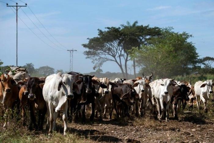 In Venezuela's cattle-rearing region of San Silvestre in the western state of Barinas, ranchers are falling prey to rustlers and government price controls