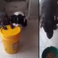 Video of dogs praying before eating gets social media users reacting