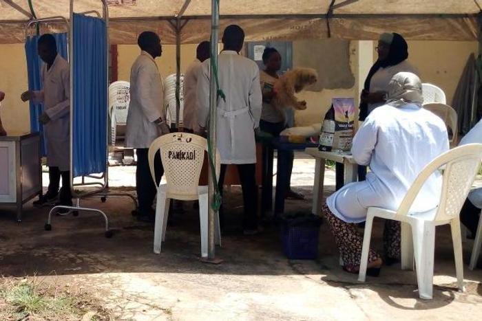 Kaduna govt to vaccinate 6,250 dogs against rabies/Illustration. [Twitter/@Dr_Bellosani]
