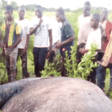 Elephants kill farmer with 3 wives and 13 children in East Mamprusi