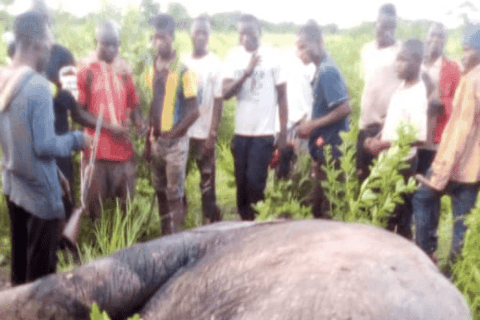 Elephants kill farmer with 3 wives and 13 children in East Mamprusi