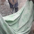 The body of the victim wrapped with a piece of cloth (Punch)