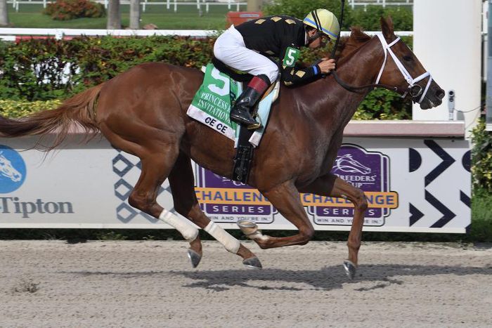 What is the Breeders Cup and why should you watch it?