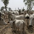 Cattle owned by Fulani herdsmen graze in a field outside Kaduna, northwest Nigeria in 2017