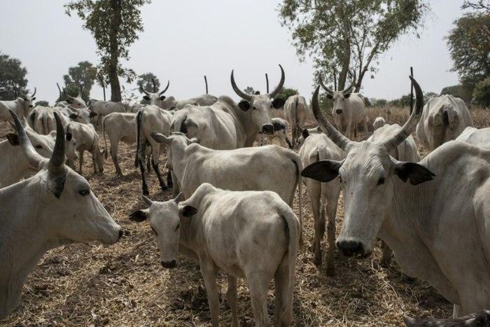 Cattle owned by Fulani herdsmen graze in a field outside Kaduna, northwest Nigeria in 2017