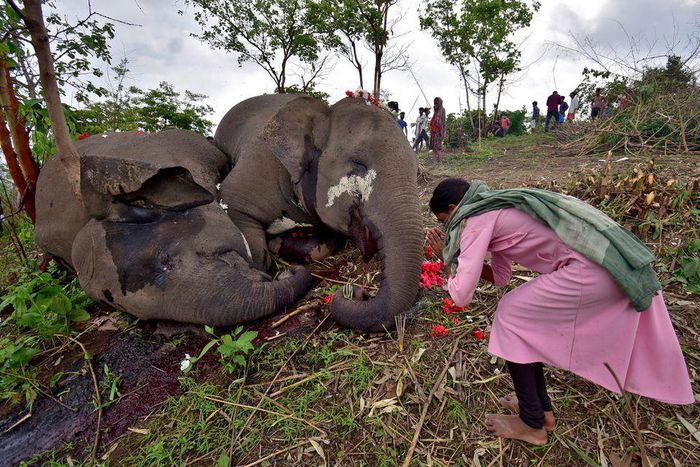 A woman prays next to the carcasses of elephants that according to the forest officials possibly died because of a lightning strike, on the foothills of the Kundali reserve forest area in Nagaon district in the north-eastern state of Assam, India, May ...