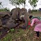 A woman prays next to the carcasses of elephants that according to the forest officials possibly died because of a lightning strike, on the foothills of the Kundali reserve forest area in Nagaon district in the north-eastern state of Assam, India, May ...
