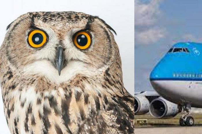 KLM cancels flight as bird hijacks plane at Kotoka International Airport, prevents it from flying
