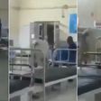 Cow walks majestically into hospital ward as if it’s on inspection tour