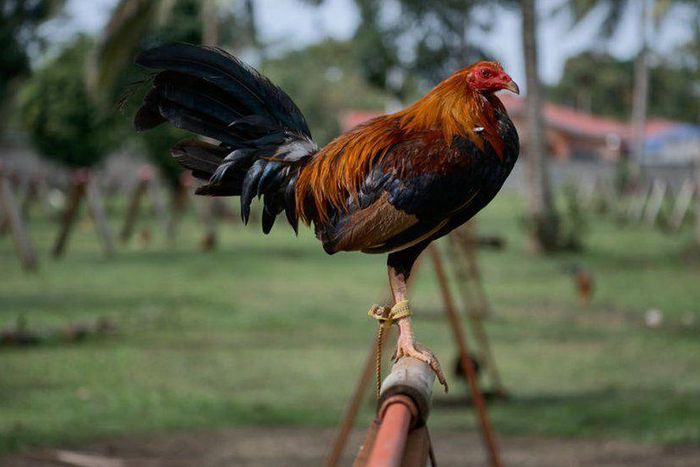 Police preparing to take arrested cockerel to court for killing owner during cockfight
