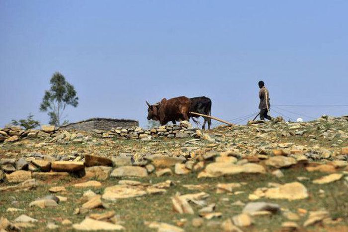 Food and Agriculture Organization (FAO)