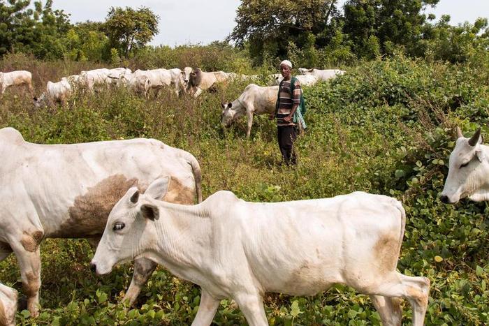 Police arrest 2 suspected bandits, recover 137 cows