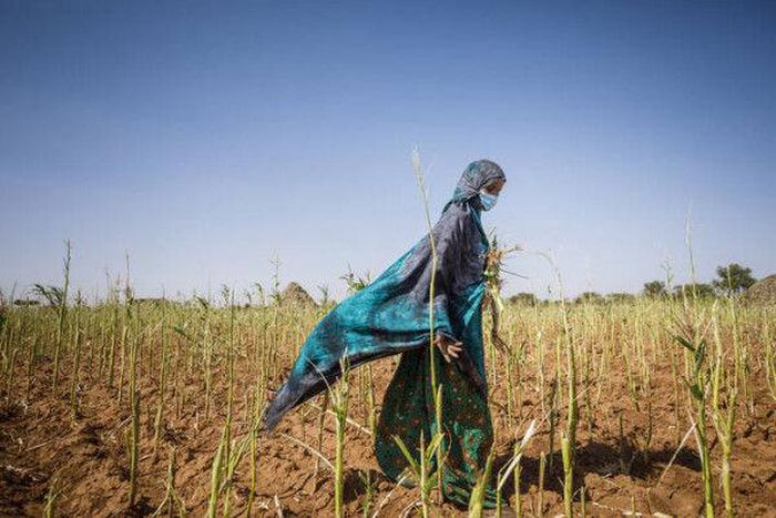Food and Agriculture Organization (FAO)
