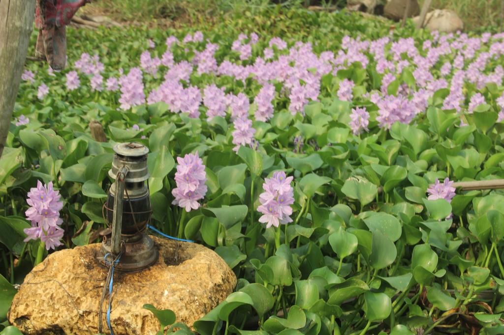 Floating Light Bolaji Alonge 2020